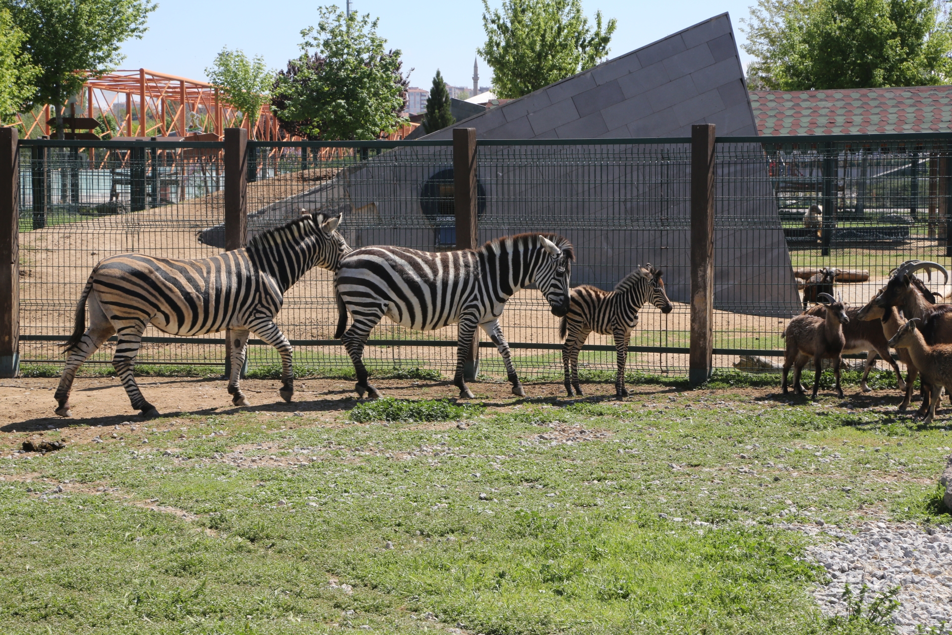 Büyükşehir Hayvanat Bahçesi'nde Yeni Doğan Zebra İlgi Odağı
