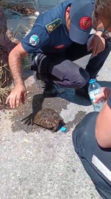 Kayseri Büyükşehir İtfaiyesi, Kaplumbağayı Yangından Kurtardı