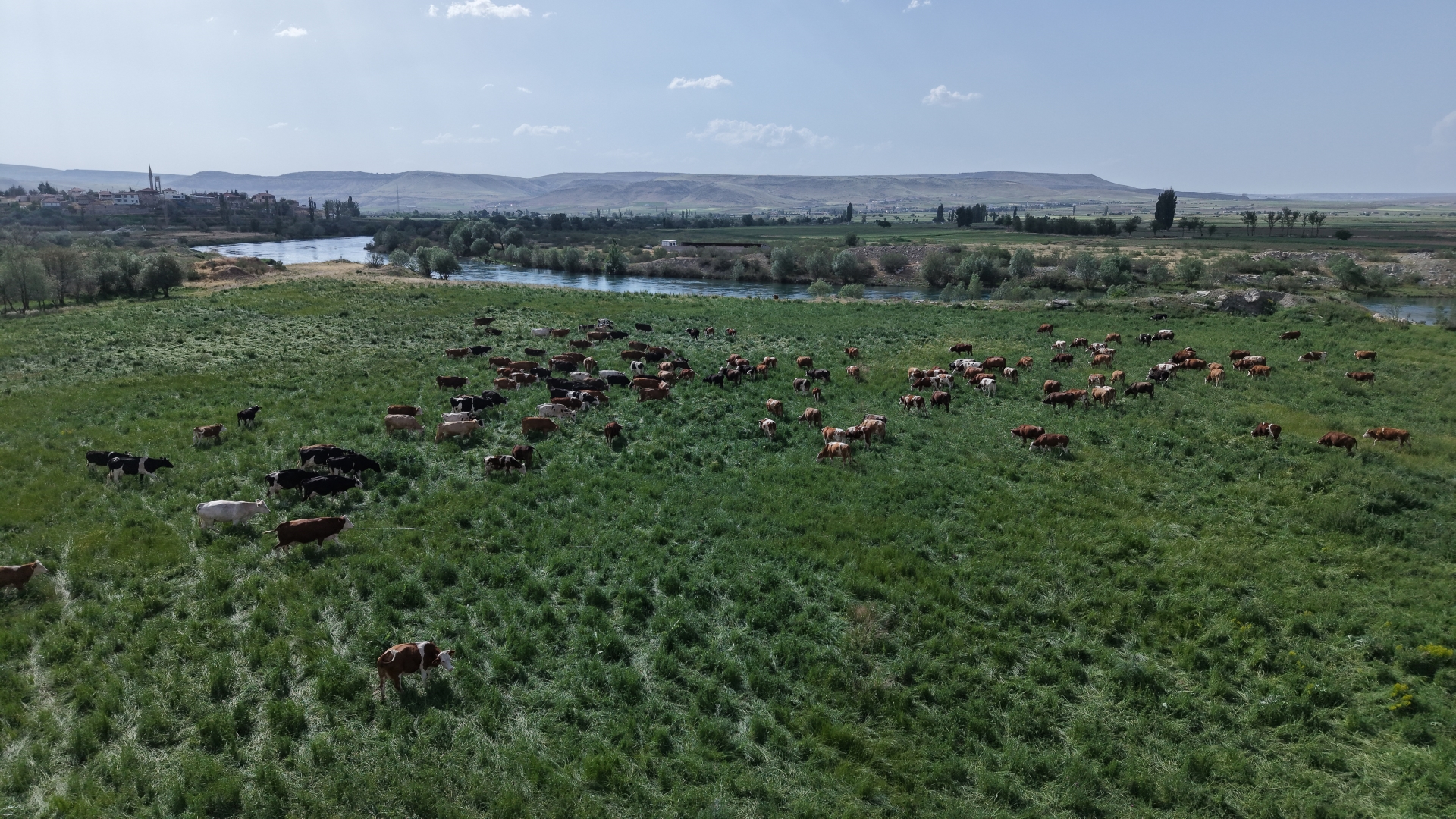 Büyükşehir’in Mera Vasfı Kazandırdığı 400 Dekar Alanda 1500 Büyükbaş Otluyor