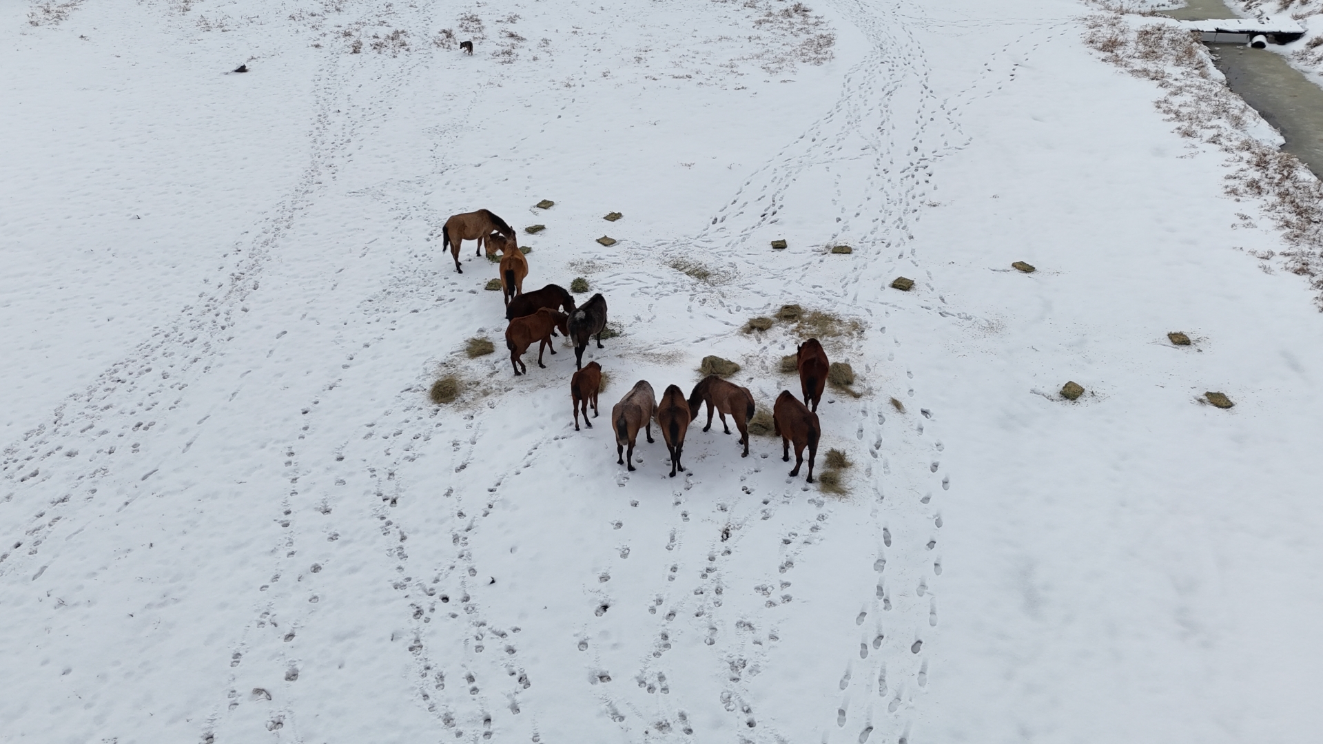 Büyükşehir’den “Dilsiz Dostlara” Merhamet Eli: Soğuk Günlerde Sıcak Bir Dokunuş